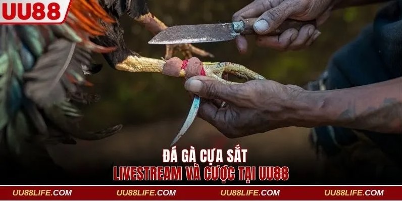 Đá gà cựa sắt