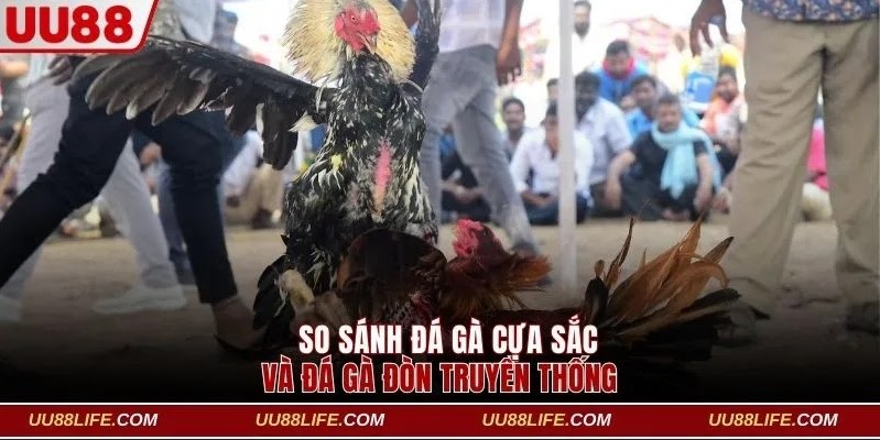 So sánh cuộc chiến giữa chiến kê dùng cựa sắt và đá đòn